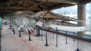 Museo di Storia Naturale di Calci