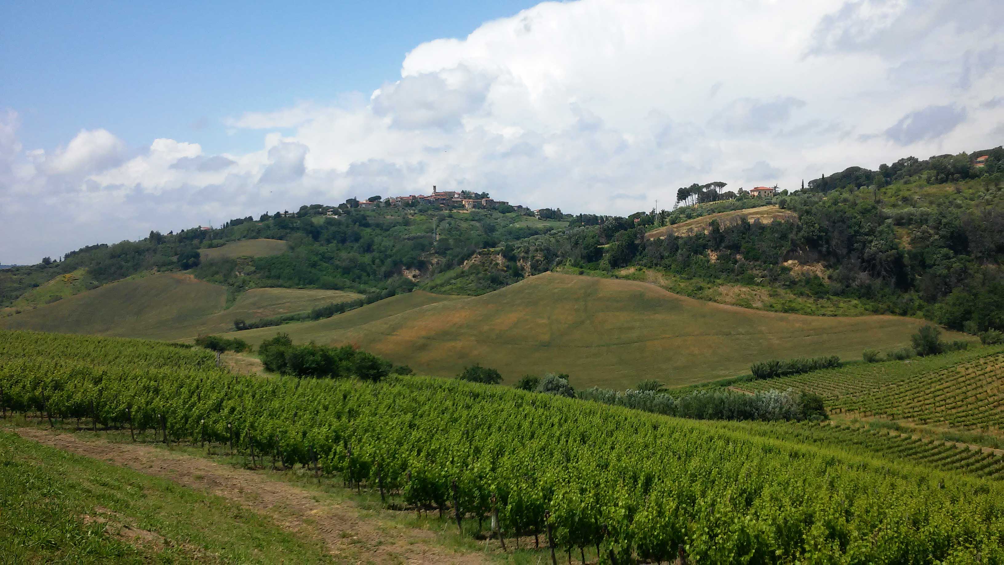 Tour tra colline, cantine e vino, Azienda Agricola Castelvecchio